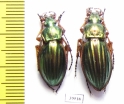 Carabus (Tachypus) auratus, pair  France - INSECTS-STORE.RU