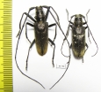 Monochamus urussovi, pair  Russia, Tver reg. - INSECTS-STORE.RU