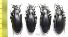 Carabus (Megodontus) violaceus purpurascens, pair  France - INSECTS-STORE.RU