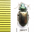 Pterostichus aeneocupreus  China, Sichuan prov. - INSECTS-STORE.RU