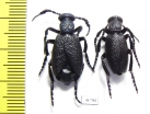 Meloe proscarabaeus, pair  Russia, Moscow - INSECTS-STORE.RU