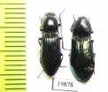 Elateridae sp.  Russia, Khakassia reg. - INSECTS-STORE.RU