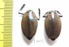 Enhydrus sulcatus, pair  Brasilia - INSECTS-STORE.RU