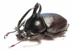 Eupatorus birmanicus  Thailand  54mm - INSECTS-STORE.RU