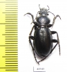 Carabus (Cyclocarabus) sp.  Uzbekistan - INSECTS-STORE.RU