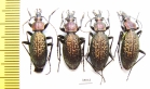 Carabus (Ainocarabus) avinovi, pair  Russia, Sakhalin isl. - INSECTS-STORE.RU