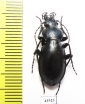 Carabus (Cyclocarabus) sp.  Uzbekistan - INSECTS-STORE.RU