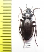Carabus (Morphocarabus) spasskianus ssp.,  Russia, Burjatia reg. - INSECTS-STORE.RU
