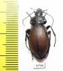 Carabus (Megodontus) schoenherri  Russia, Burjatia reg. - INSECTS-STORE.RU