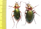Carabus (Chrysocarabus) auronitens, pair  France - INSECTS-STORE.RU