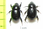 Dynastinae sp., pair  South Africa Rep. - INSECTS-STORE.RU