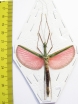 Phasmatodea sp.  Malaysia  - INSECTS-STORE.RU