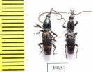 Brentidae sp., pair  South Africa Rep. - INSECTS-STORE.RU