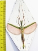 Phasmatodea sp.  Malaysia - INSECTS-STORE.RU