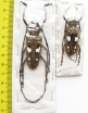 Batocera celebiana, pair  Indonesia, Sulawesi  50mm - INSECTS-STORE.RU