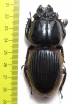 Passalidae, Proculus goryi  Guatemala 73mm - INSECTS-STORE.RU