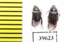 Hopliini sp., pair  South Africa Rep. - INSECTS-STORE.RU