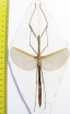 Phasmatodea sp.  Malaysia  130mm - INSECTS-STORE.RU