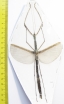 Phasmatodea sp.  Malaysia  124mm - INSECTS-STORE.RU