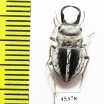 Calognathus chevrolati  South Africa Rep. - INSECTS-STORE.RU