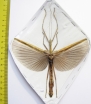 Phasmatodea sp.  Malaysia  93mm - INSECTS-STORE.RU