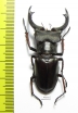 Lucanus szetschuanus lati  Myanmar 54mm - INSECTS-STORE.RU