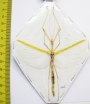 Phasmatodea sp.  Malaysia  72mm - INSECTS-STORE.RU