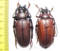 Dorysthenes granulosus, pair  Thailand 60mm - INSECTS-STORE.RU