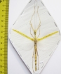 Phasmatodea sp.  Malaysia  70mm - INSECTS-STORE.RU