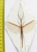 Phasmatodea sp.  Malaysia  82mm - INSECTS-STORE.RU