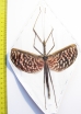 Diesbachia tamyris, female  Malaysia  115mm - INSECTS-STORE.RU