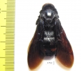 Megascolia sp., female  Malaysia - INSECTS-STORE.RU