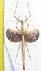 Anchiale buruense  Indonesia, Buru isl. 166mm - INSECTS-STORE.RU