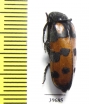 Meloidae sp.  South Africa Rep. - INSECTS-STORE.RU