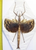 Phasma gigas  Indonesia, Buru isl. 200mm - INSECTS-STORE.RU