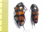Meloidae sp.  South Africa Rep. - INSECTS-STORE.RU
