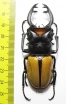 Odontolabis lacordairei  Indonesia, Sumatra 74mm - INSECTS-STORE.RU