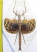 Phasma gigas  Indonesia, Buru isl. 200mm - INSECTS-STORE.RU