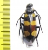 Meloidae sp.  South Africa Rep. - INSECTS-STORE.RU