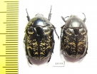 Protaetia brevitarsis crassa, pair  Kazakhstan - INSECTS-STORE.RU