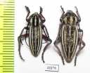 Dorcadion kapchagaicum, pair  Kazakhstan - INSECTS-STORE.RU