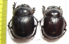 Synapsis tmolus, pair  Kazakhstan - INSECTS-STORE.RU