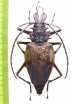 Psalidognathus friendi, female  Colombia 65(76) mm - INSECTS-STORE.RU