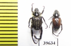 Hopliini sp., pair  South Africa Rep. - INSECTS-STORE.RU