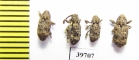 Curculionidae sp.  South Africa Rep. - INSECTS-STORE.RU