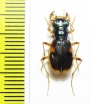 Megacephala bostocki, female  Australia - INSECTS-STORE.RU