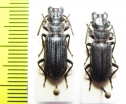 Carabidae sp.  Indonesia, Papua - INSECTS-STORE.RU