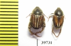 Hopliini sp., pair  South Africa Rep. - INSECTS-STORE.RU