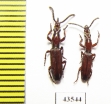 Brentidae sp., pair  South Africa Rep. - INSECTS-STORE.RU