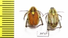 Hopliini sp., pair  South Africa Rep. - INSECTS-STORE.RU